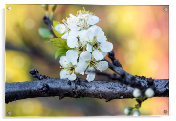 Flowering cherry branch in May close Acrylic by Dobrydnev Sergei