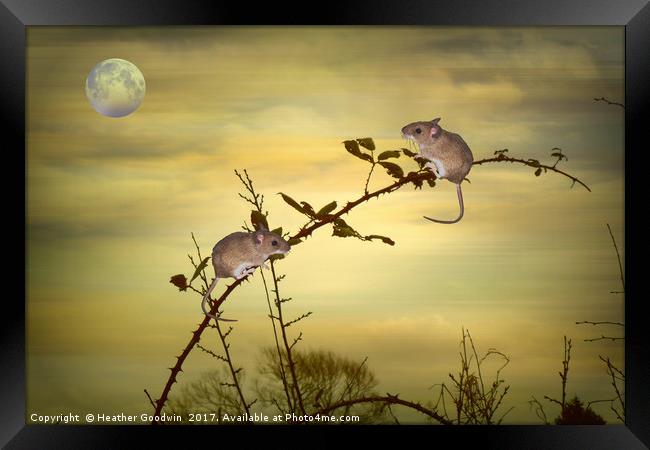 The Two Small Mice. Framed Print by Heather Goodwin