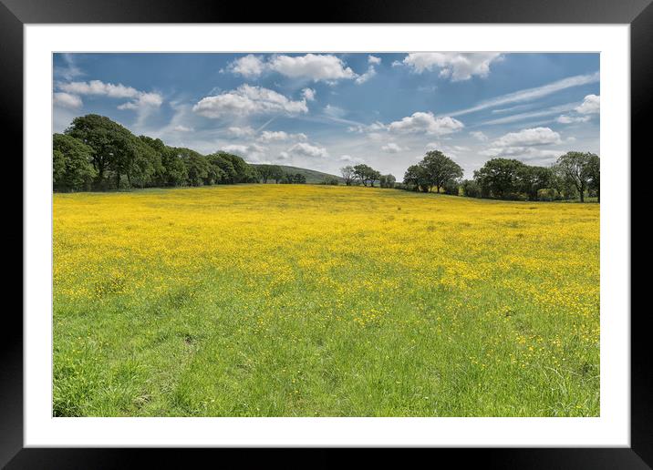 Buttercup Meadow Framed Mounted Print by John Hare