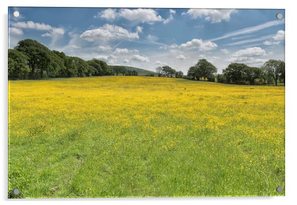 Buttercup Meadow Acrylic by John Hare
