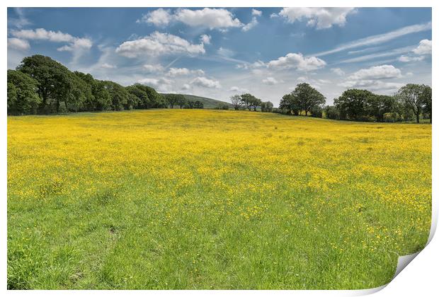 Buttercup Meadow Print by John Hare