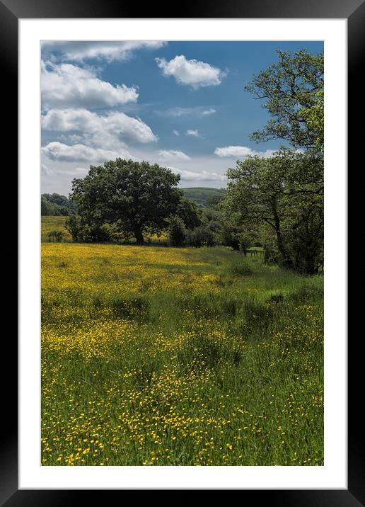 Lancashire Buttercups Framed Mounted Print by John Hare