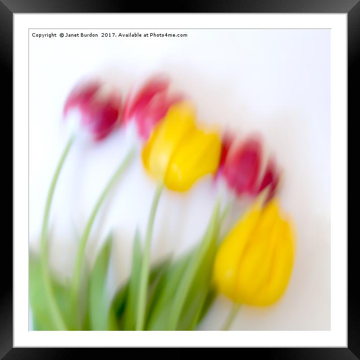 Five Tulips Framed Mounted Print by Janet Burdon