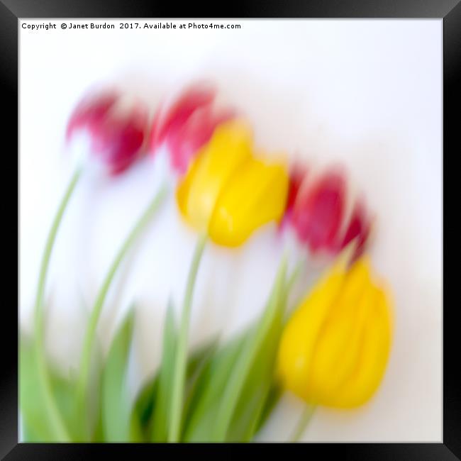 Five Tulips Framed Print by Janet Burdon