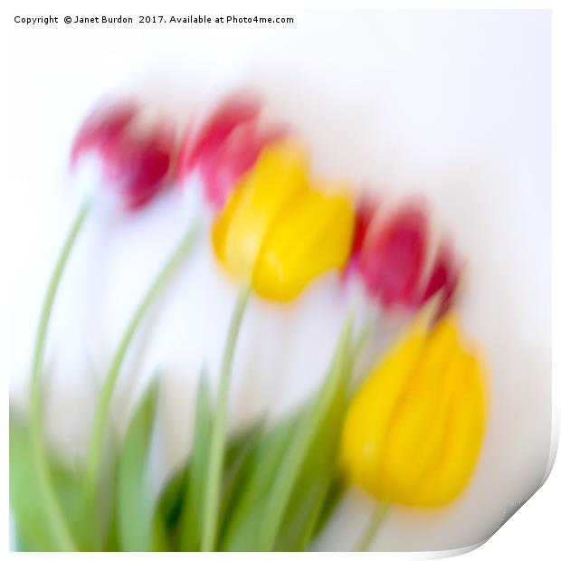 Five Tulips Print by Janet Burdon