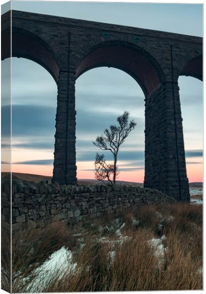 A lone tree under Ribblehead Viaduct  Canvas Print by Nigel Smith