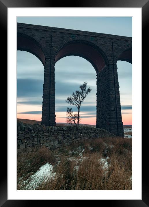 A lone tree under Ribblehead Viaduct  Framed Mounted Print by Nigel Smith