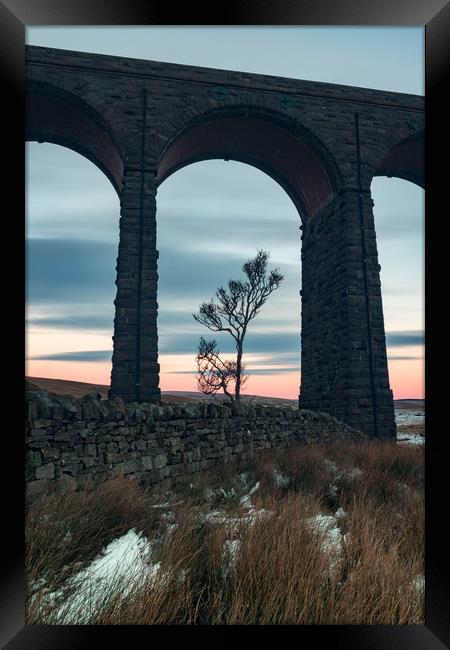 A lone tree under Ribblehead Viaduct  Framed Print by Nigel Smith