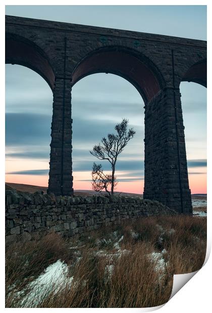 A lone tree under Ribblehead Viaduct  Print by Nigel Smith