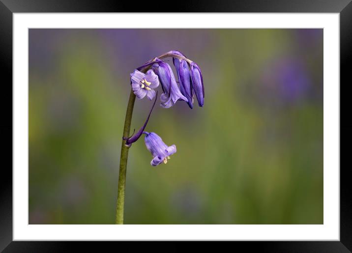 Bluebell Framed Mounted Print by Angela H