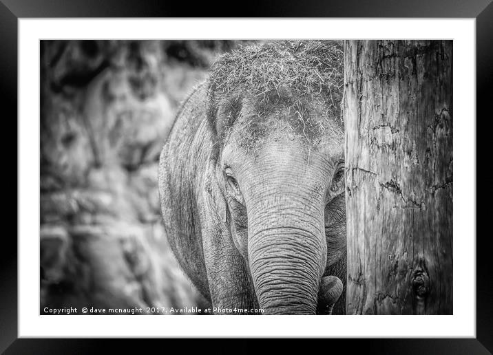 The Elephant Framed Mounted Print by dave mcnaught