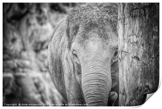 The Elephant Print by dave mcnaught
