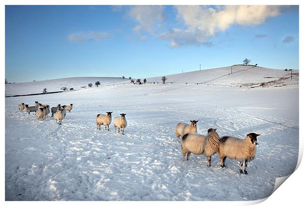 Rumbling Tums Print by Steve Glover