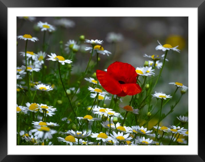 Amongst The Daisey‘s Framed Mounted Print by Sharon Smith