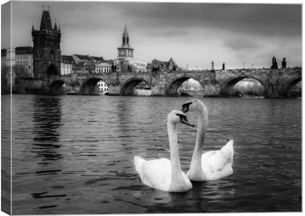Prague Swans Canvas Print by Ed Alexander