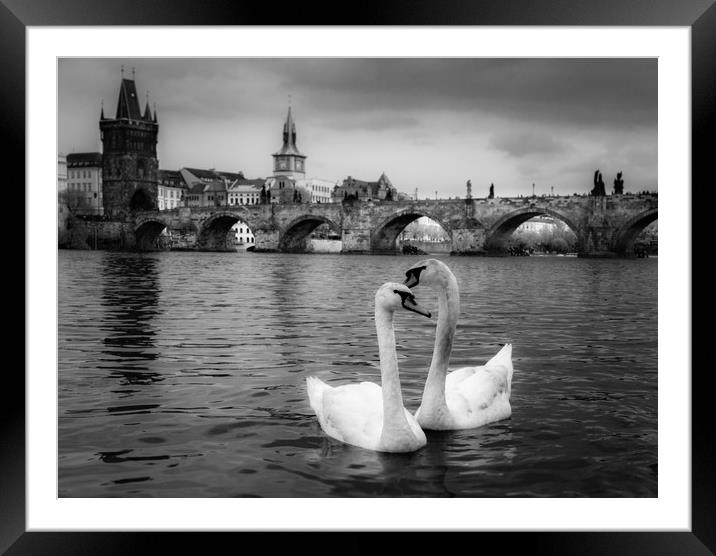 Prague Swans Framed Mounted Print by Ed Alexander