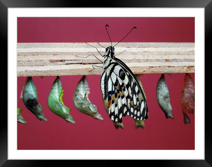 butterfly and chrysalises Framed Mounted Print by Heather Newton