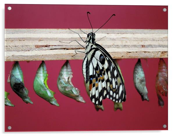 butterfly and chrysalises Acrylic by Heather Newton