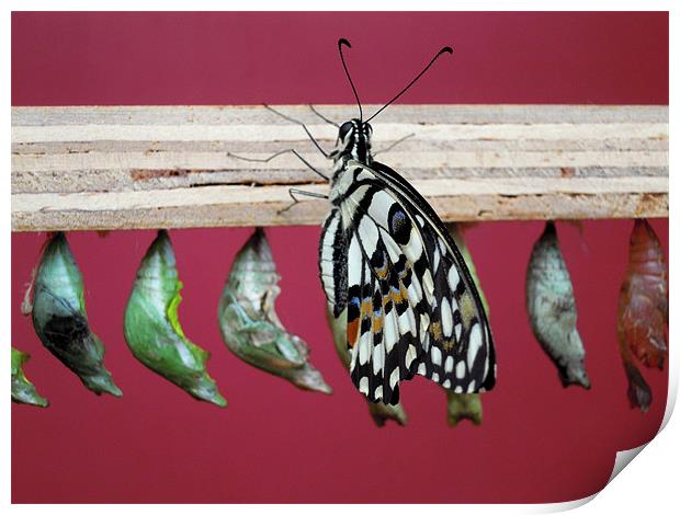 butterfly and chrysalises Print by Heather Newton