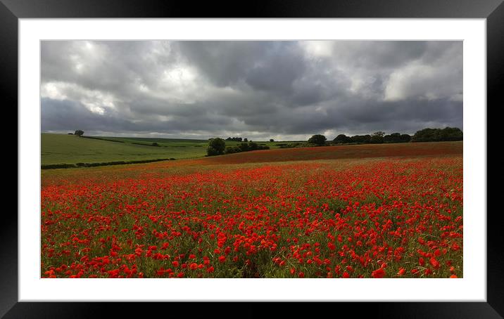 Poppy Field near Milton Abbas, Dorset Framed Mounted Print by Colin Tracy