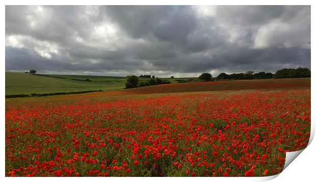 Poppy Field near Milton Abbas, Dorset Print by Colin Tracy