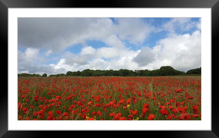 Poppy Field near Milton Abbas, Dorset 2 Framed Mounted Print by Colin Tracy