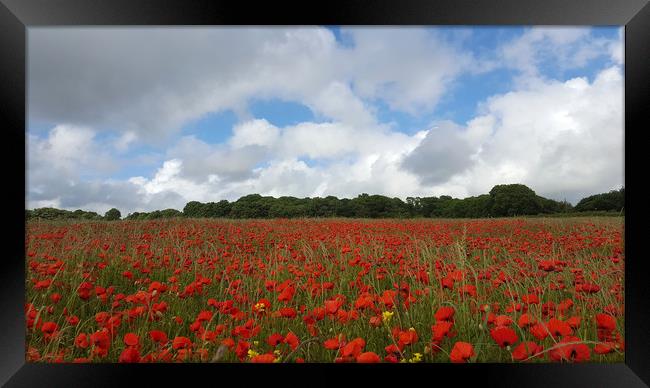 Poppy Field near Milton Abbas, Dorset 2 Framed Print by Colin Tracy