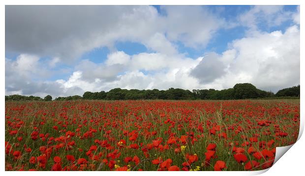 Poppy Field near Milton Abbas, Dorset 2 Print by Colin Tracy