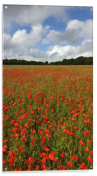 Poppy Field near Milton Abbas, Dorset 3 Acrylic by Colin Tracy