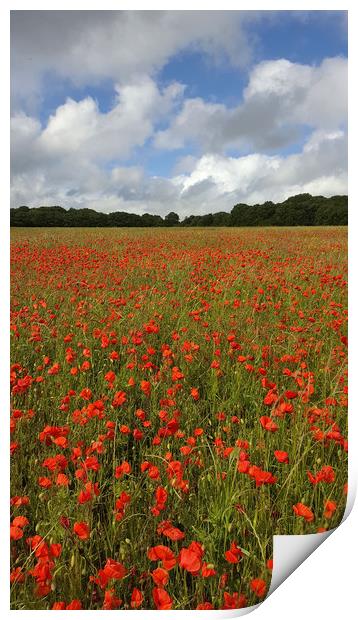 Poppy Field near Milton Abbas, Dorset 3 Print by Colin Tracy