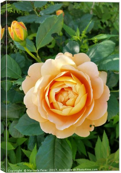 Golden colored rose Canvas Print by Marinela Feier