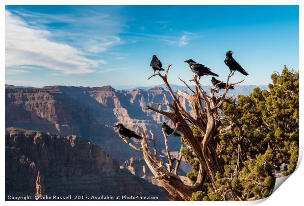 Grand Canyon Raven Print by John Russell