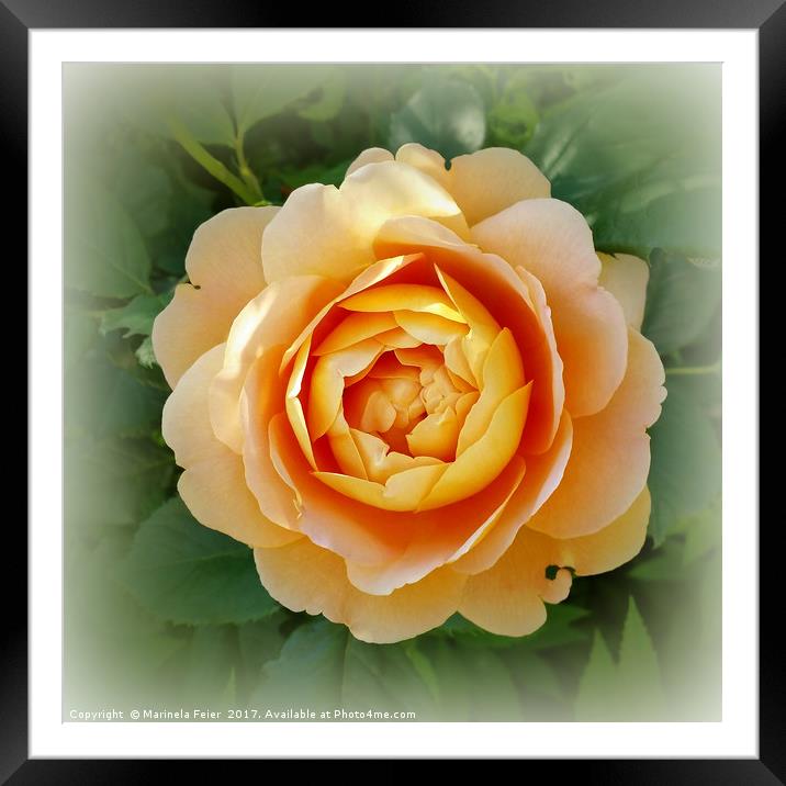 Golden rose Framed Mounted Print by Marinela Feier