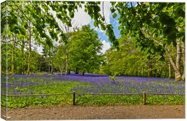 Bluebells At Enys Canvas Print by Terri Waters