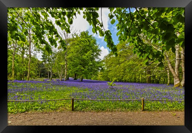 Bluebells At Enys Framed Print by Terri Waters