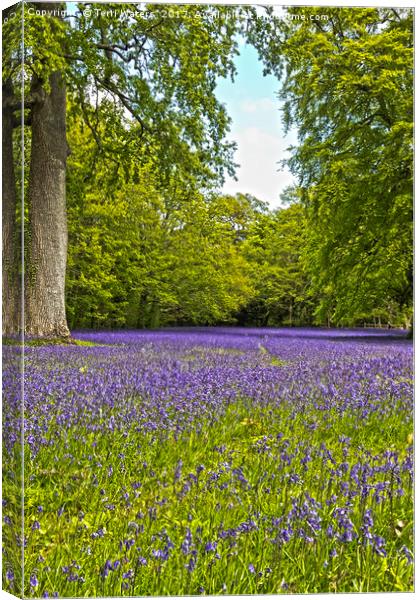 English Bluebells  Canvas Print by Terri Waters