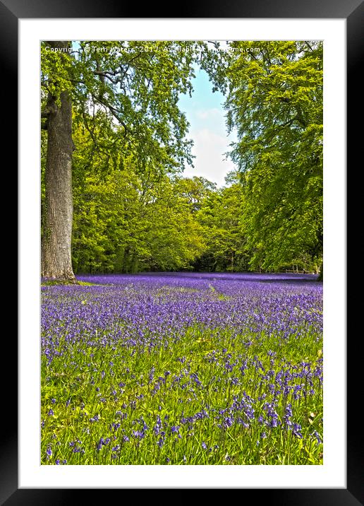 English Bluebells  Framed Mounted Print by Terri Waters