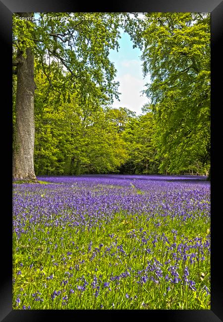 English Bluebells  Framed Print by Terri Waters