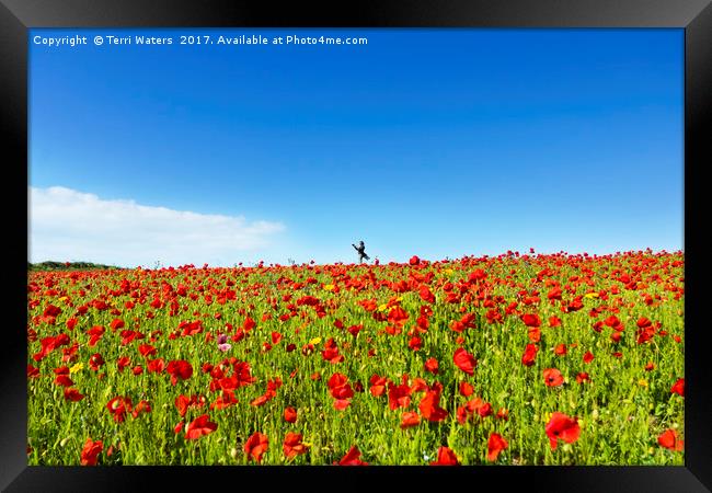 Poppies And A Photographer Framed Print by Terri Waters