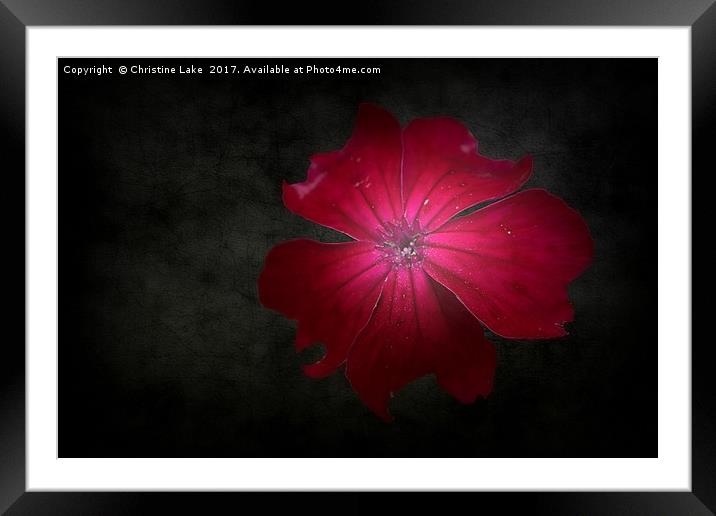 In The Spotlight Framed Mounted Print by Christine Lake