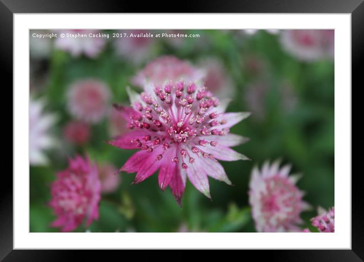 Astrantia - TwoTone Framed Mounted Print by Stephen Cocking