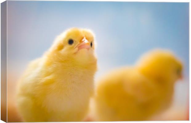 Yellow Chick Canvas Print by Ed Alexander