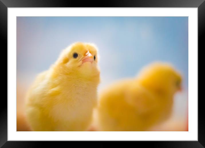 Yellow Chick Framed Mounted Print by Ed Alexander