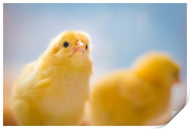 Yellow Chick Print by Ed Alexander