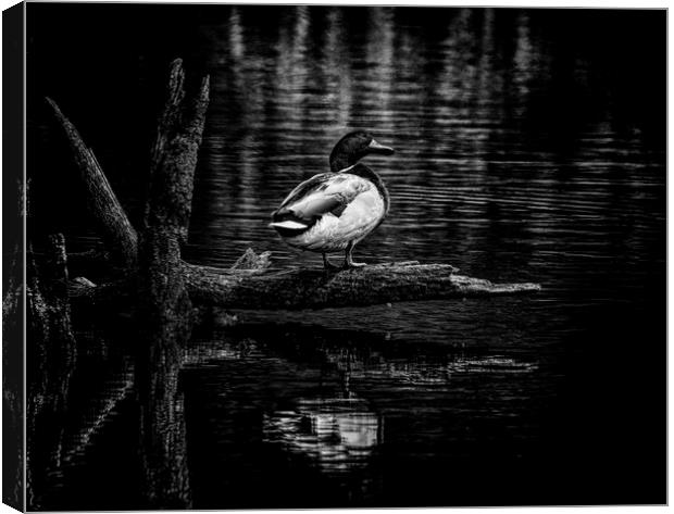 The Lonely duck Canvas Print by Jonathan Thirkell