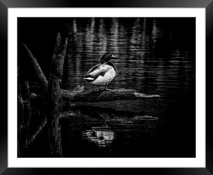 The Lonely duck Framed Mounted Print by Jonathan Thirkell