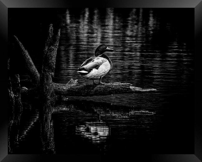 The Lonely duck Framed Print by Jonathan Thirkell