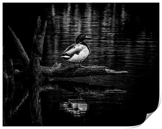 The Lonely duck Print by Jonathan Thirkell