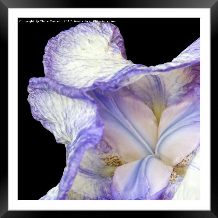Purple Iris Framed Mounted Print by Claire Castelli