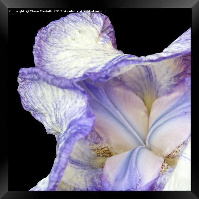 Purple Iris Framed Print by Claire Castelli